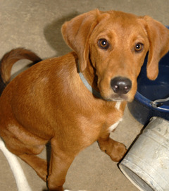 bloodhound golden retriever mix dogs scheduled for euthanasia do you space to help free transport to northern bloodhound golden retriever mix dogs scheduled for euthanasia do you space to help free transport to northern