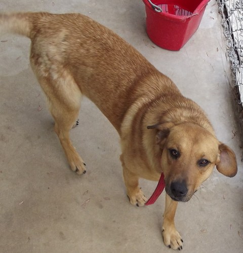 Yellow Lab Mix Yellow Lab Mix